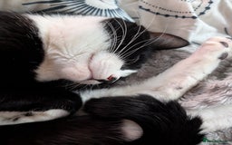 Mixed Breed cats for sale: Very loved 2 year old cat for urgent rehome - Image 1