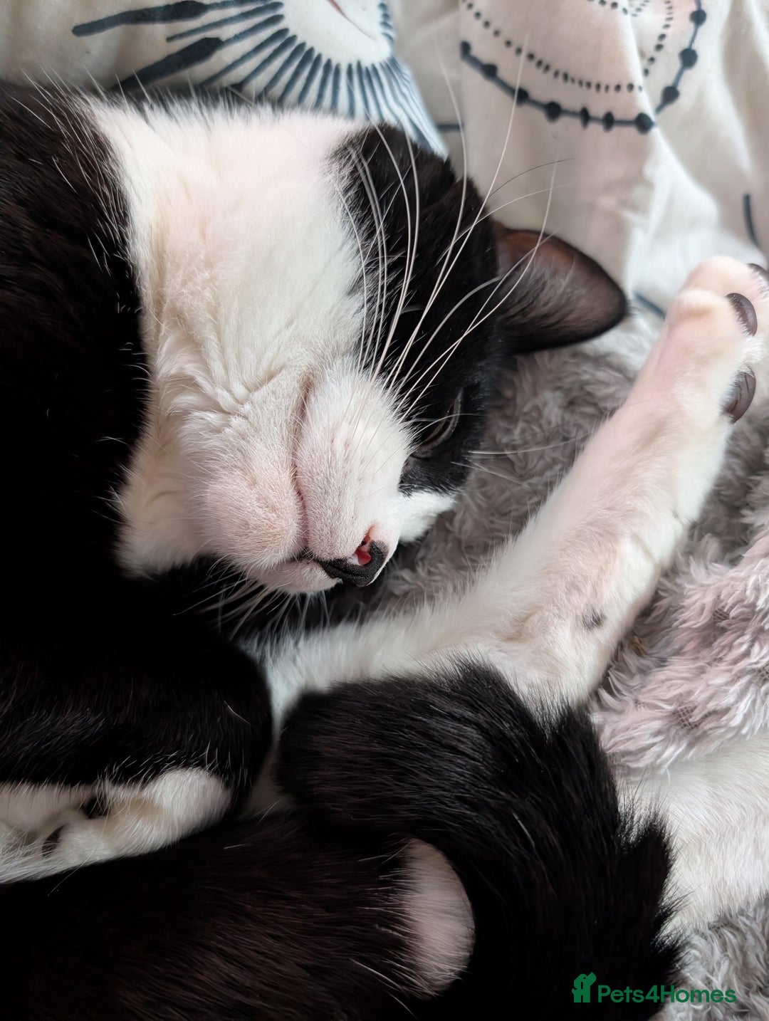 Mixed Breed cats for sale: Very loved 2 year old cat for urgent rehome - Image 1