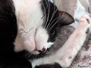 Mixed Breed cats - Advert 34