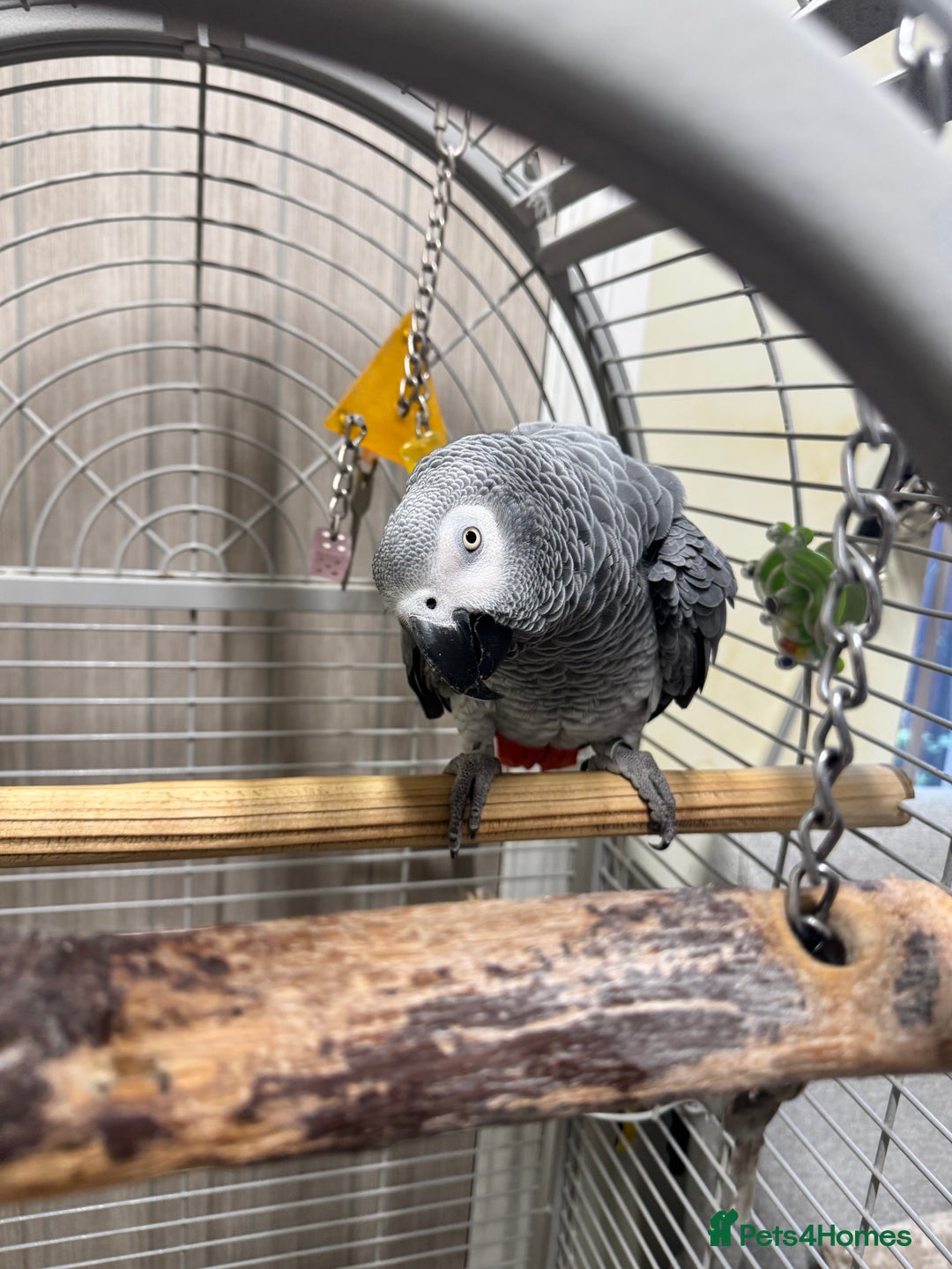 Parrots birds for sale: African grey parrot  - Advert 3