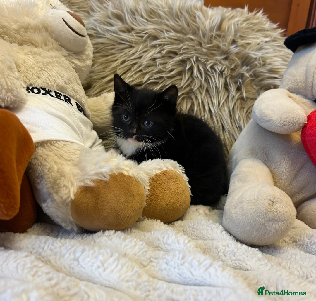 Mixed Breed cats for sale: Lovely litter of 6 kittens 👀🏡 - Advert 2