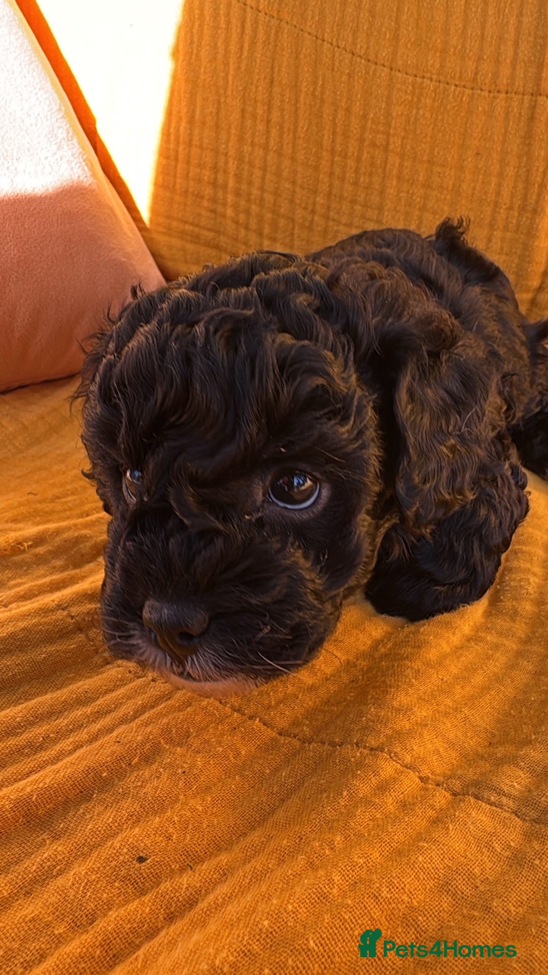 Shihpoo dogs Shihpoo puppies 1 boy 1 girl - Advert 9