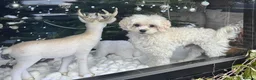 Maltipoo dogs for sale: Beautiful friendly pet looking for loving home - Advert 1