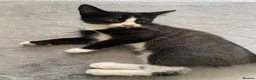 Mixed Breed cats for sale: Two beautiful black & white female kittens - Advert 4