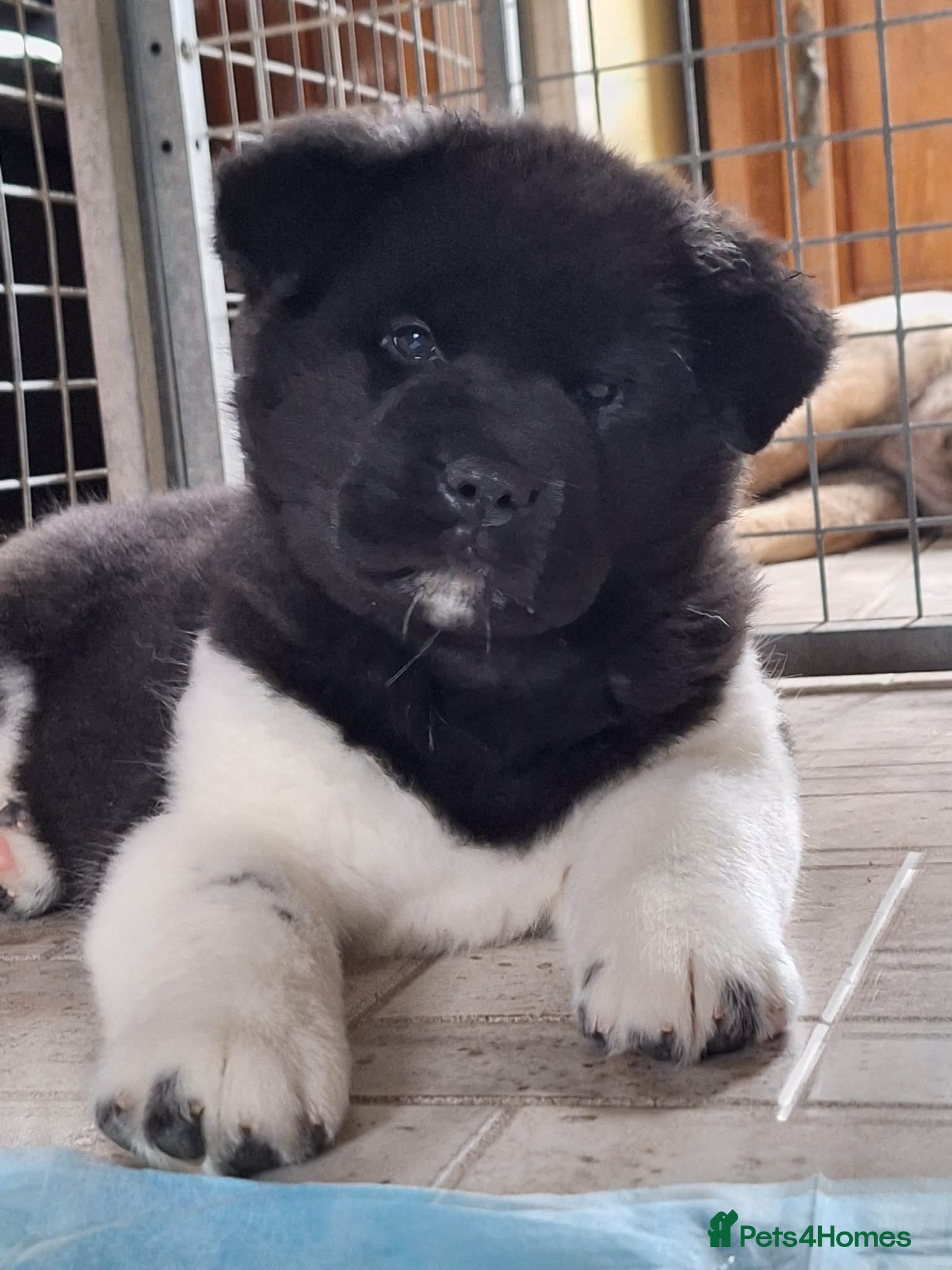 Akita dogs Quality Akita Baby Girl (KC Registered) - Advert 5