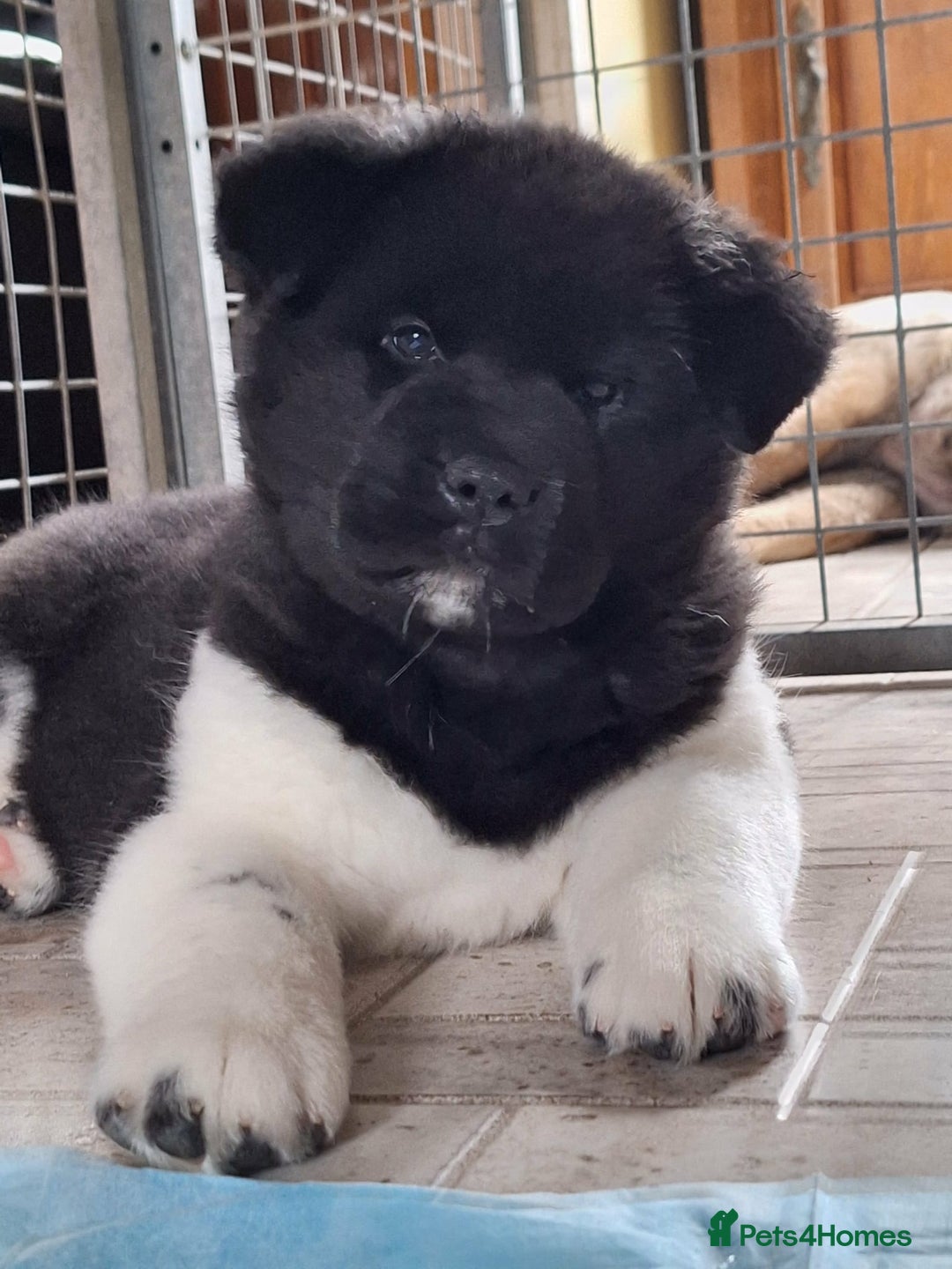 Akita dogs for sale: Quality Akita Baby Girl (KC Registered) - Advert 1
