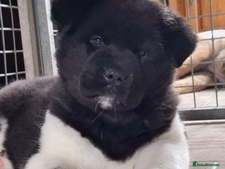 Akita dogs Quality Akita Baby Girl (KC Registered) - Advert 5