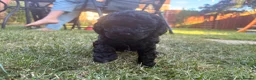 Cavapoo dogs for sale: Beautiful F1b Cavapoo Girls | Ready Soon - Advert 3