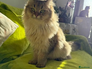 British Longhair cats - Advert 3