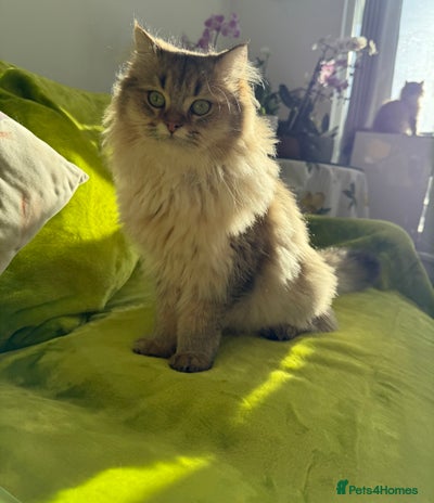 British Longhair cats - Advert 5