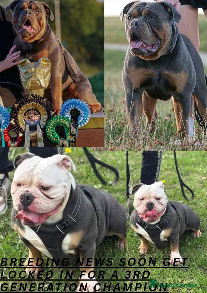 Olde English Bulldogge dogs GENETICALLY CLEAR CHAMPION 🏆 LEGENDARY BLOODLINE  - Advert 1