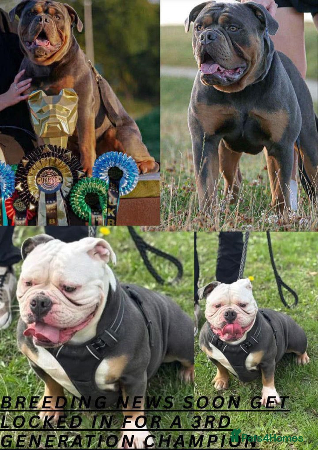Olde English Bulldogge dogs for sale: GENETICALLY CLEAR CHAMPION 🏆 LEGENDARY BLOODLINE  - Advert 1