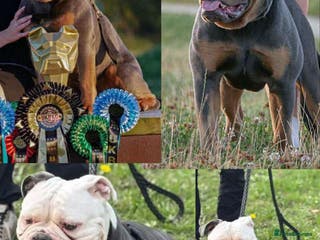 Olde English Bulldogge dogs GENETICALLY CLEAR CHAMPION 🏆 LEGENDARY BLOODLINE - Advert 1