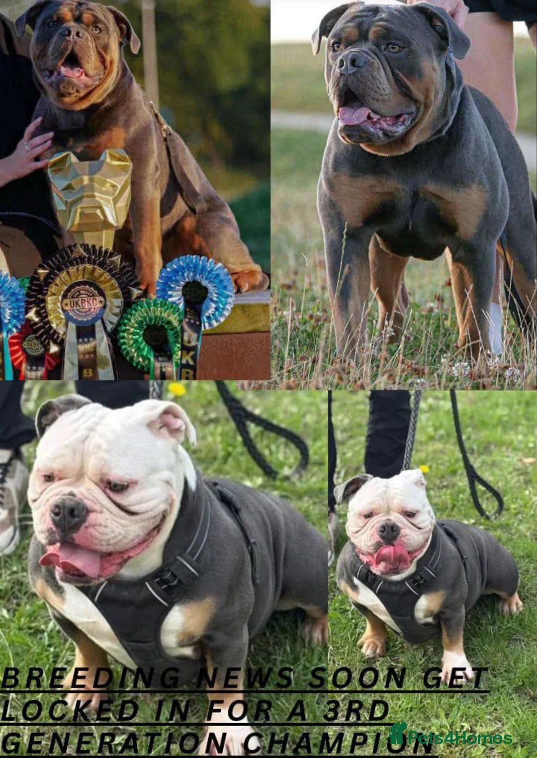 Olde English Bulldogge dogs for sale: GENETICALLY CLEAR CHAMPION 🏆 LEGENDARY BLOODLINE  - Advert 1