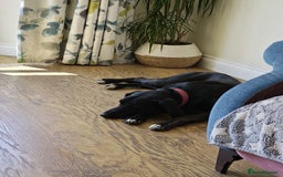 Mixed Breed dogs for adoption: Lexie the lack beauty - Image 4