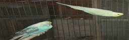 Budgerigars birds for sale: Budgies for sale - Advert 5
