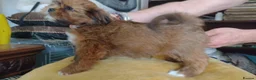 Lhasa Apso dogs for sale: Lhaso Apso puppies ready now! - Advert 3