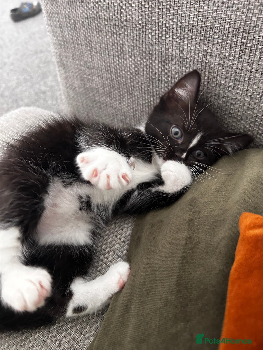Ragdoll cats for sale: Ragdoll cross kitten (male) - Image 5