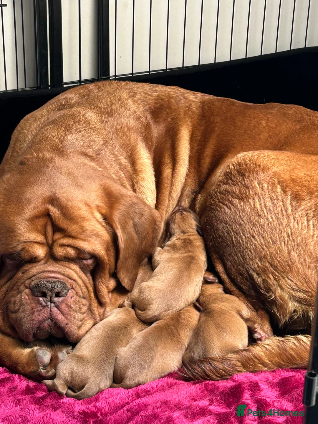 Dogue De Bordeaux dogs for sale: Gorgeous litter of Bordeux pups in Kirkcaldy - Advert 1