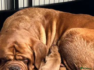 Dogue De Bordeaux dogs Gorgeous litter of Bordeux pups - Advert 8