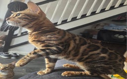 Bengal cats for sale: TICA active female bengal  - Image 1