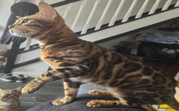 Bengal cats - Advert 1