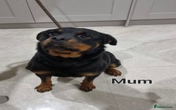 Rottweiler dogs for sale: 4 Beautiful KC Registered Rottweiler Puppies - Image 5