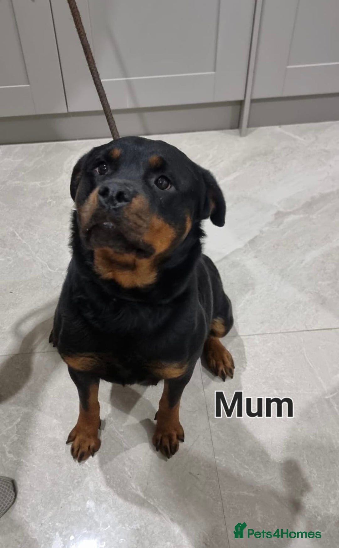 Rottweiler dogs for sale: 4 Beautiful KC Registered Rottweiler Puppies - Image 5