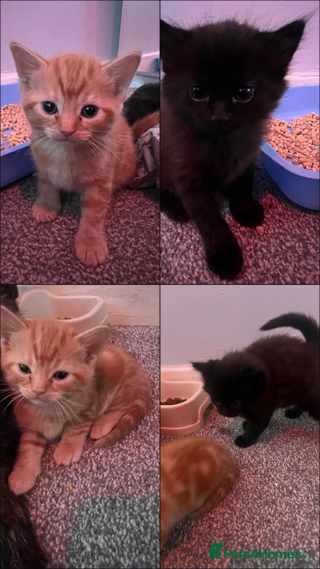 Mixed Breed cats for sale: 2 black male kittens ginger female  - Image 5