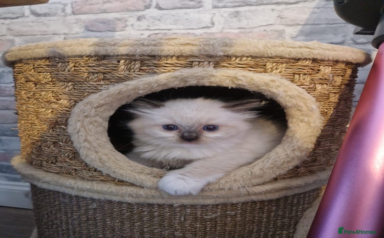 Ragdoll cats - Advert 6