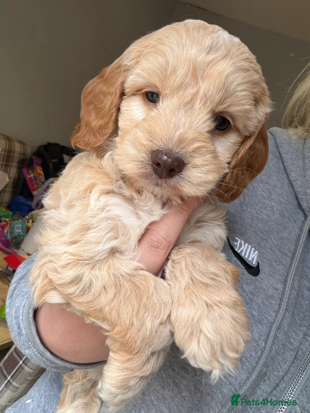 Cavapoo dogs for sale: 🐶💕 Cavapoo Puppies Ready for Cuddles! in Southampton - Advert 1
