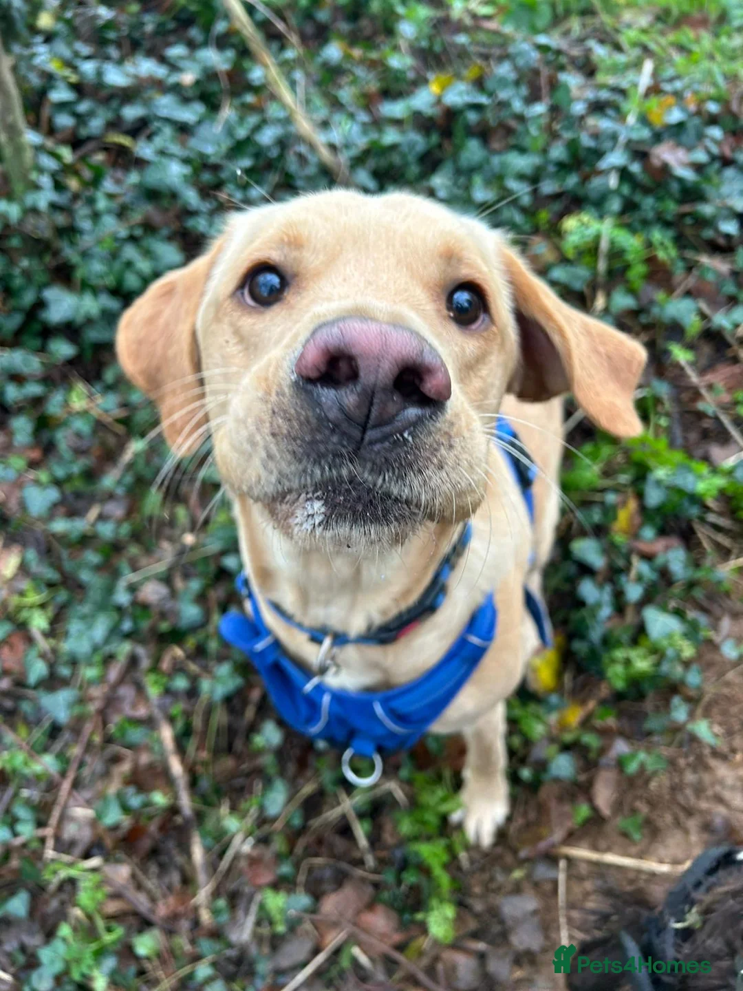 Labrador Retriever dogs for stud: Gorgeous KC Purebred Yellow Labrador For Stud - Advert 28