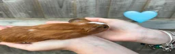 Guinea Pig rodents for sale: Baby Guinea Pigs for Sale  in Melton Mowbray - Advert 5