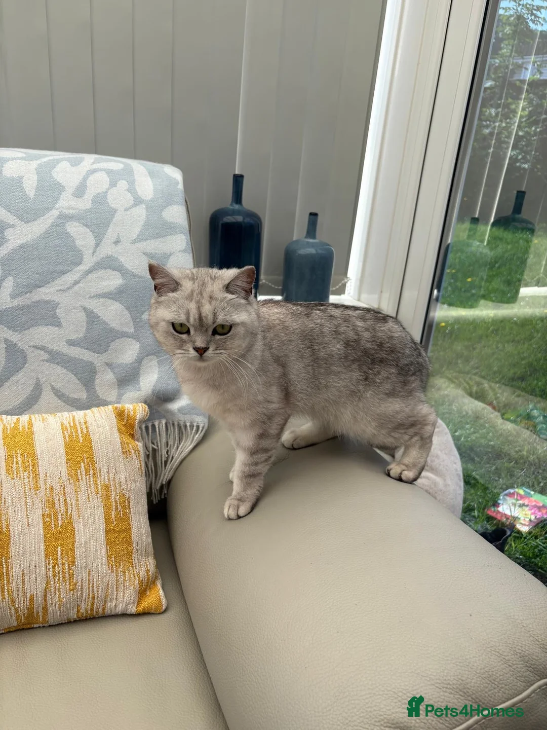 British Shorthair cats for sale: BEAUTIFUL Silver Spotted Tabby British Shorthair - Advert 3