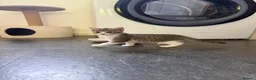 Mixed Breed cats for sale: Tabby Kittens For Sale - Advert 16