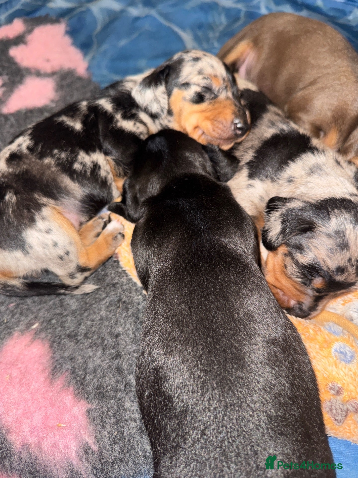 Miniature Dachshund dogs 4 adorable miniature daschund pups - Advert 3