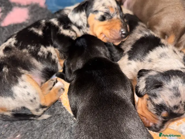 Miniature Dachshund dogs Beautiful Miniature Dachshund Puppies - Advert 8