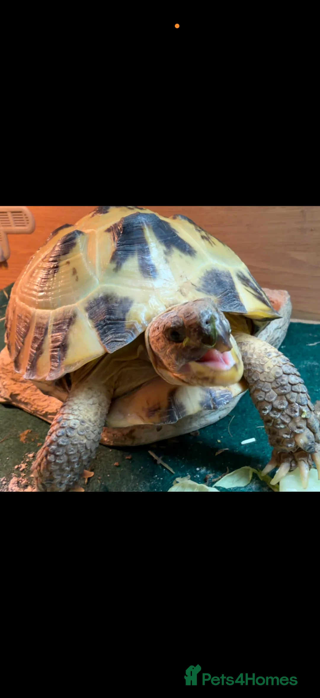 Tortoise reptiles for sale: Russian tortoise  in Cramlington - Advert 1