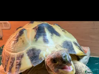 Tortoise reptiles Russian tortoise - Advert 1