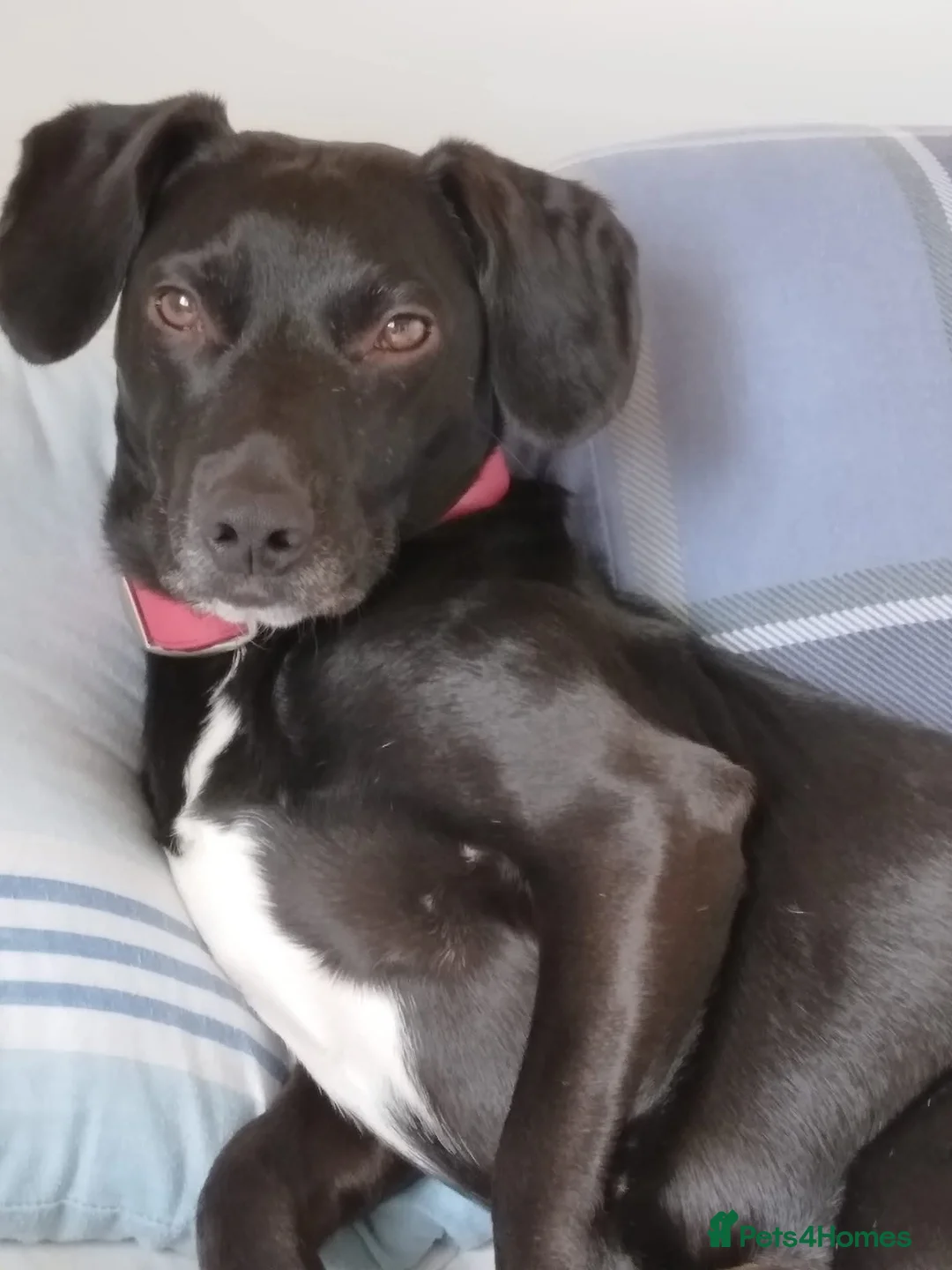Mixed Breed dogs for sale: Looking for a forever home for my pets  - Advert 1