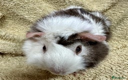 Guinea Pig rodents for sale: Various Gorgeous Guinea Pigs Available - Advert 12