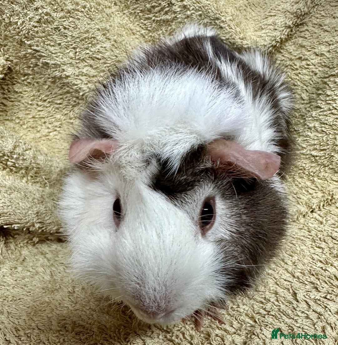 Guinea Pig rodents for sale: Various Gorgeous Guinea Pigs Available - Advert 12