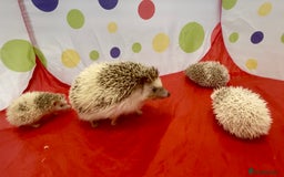 Pygmy Hedgehog rodents for sale: Beautiful Pinto African Pygmy Hedgehog Babies  - Image 4