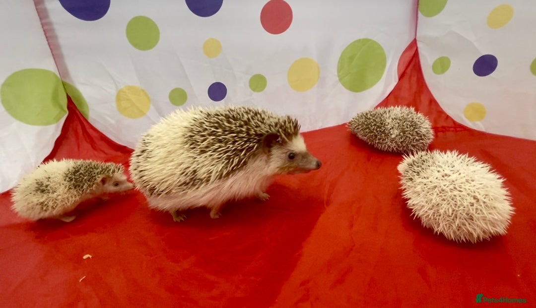 Pygmy Hedgehog rodents for sale: Beautiful Pinto African Pygmy Hedgehog Babies  - Image 4
