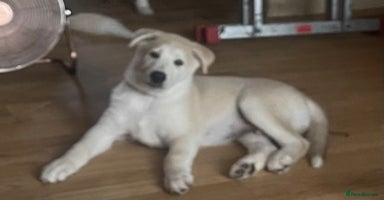 Huskita dogs - Advert 11