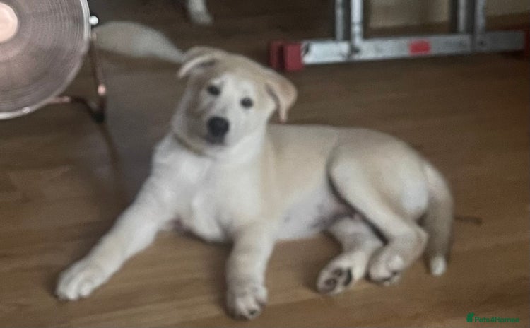 Huskita dogs - Advert 1