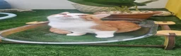 British Shorthair cats for sale: Pedigree BSH/Selkirk  2 boys Tica reg. in Preston - Advert 21