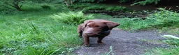 Labrador Retriever dogs for sale: KC Chocolate Labrador from Health Test Parents - Advert 5