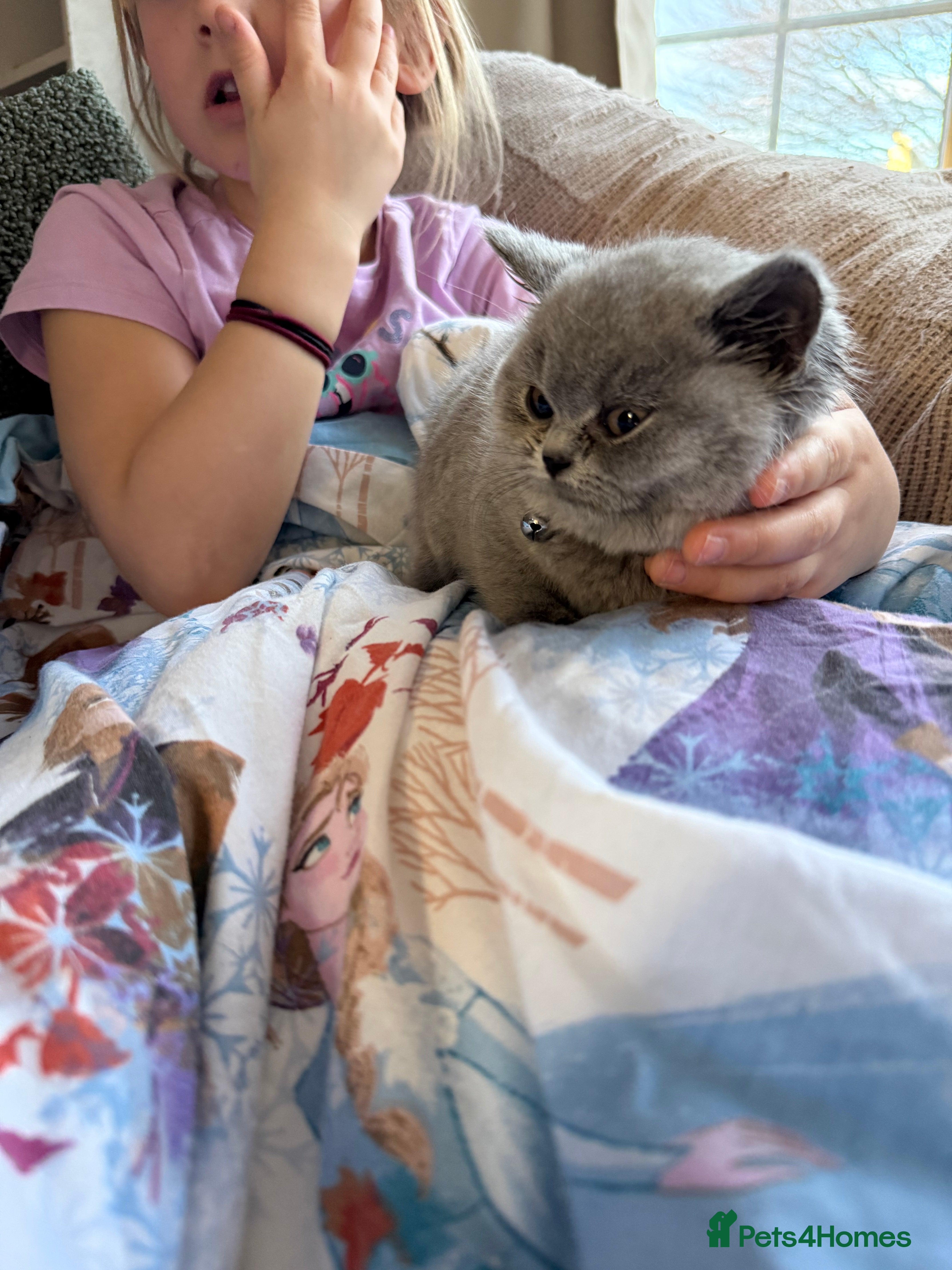 British Shorthair cats 2 British shorhair girls available  - Advert 13