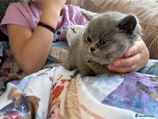 British Shorthair cats 2 British shorhair girls available - Advert 13